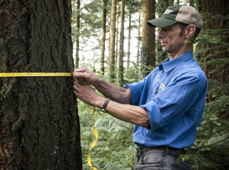 forestry technician measures tree