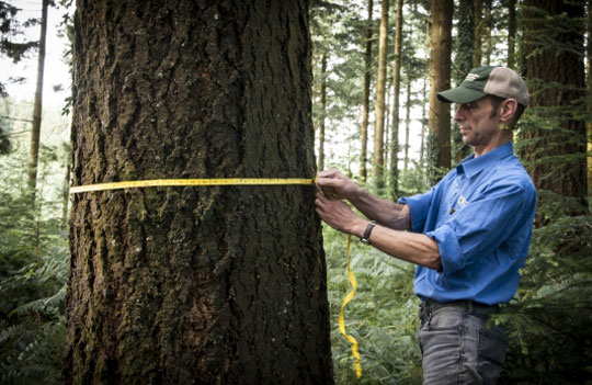 forestry technician measuring a tree