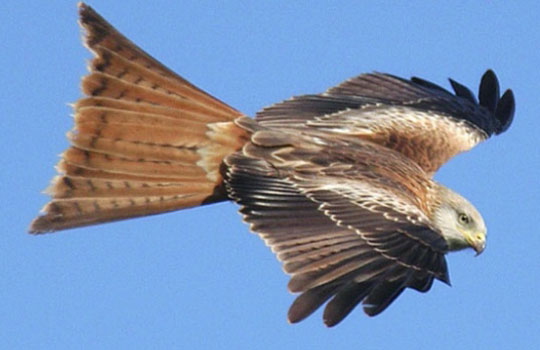 a falcon