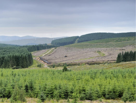 a clearing in a forest